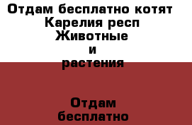 Отдам бесплатно котят - Карелия респ. Животные и растения » Отдам бесплатно   